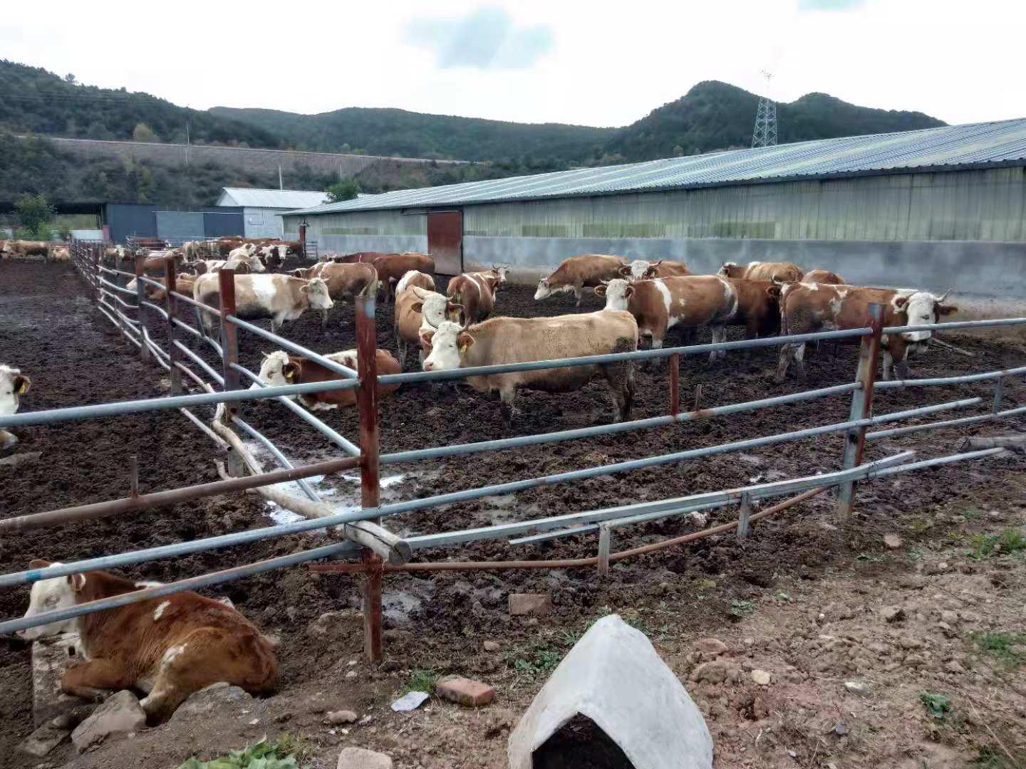 �±���(�й���)���޹�˾ - ����